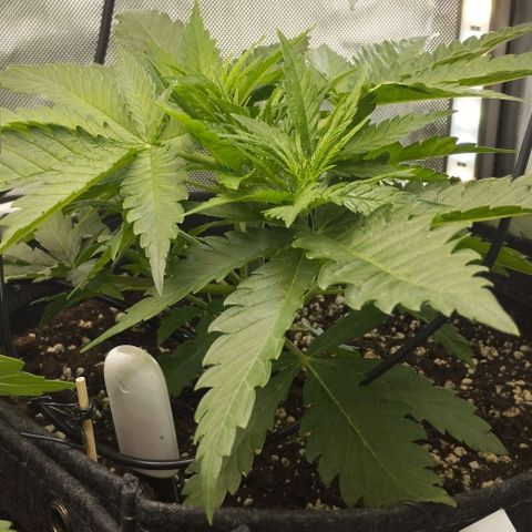 Classic Skunk growlog timeline photo