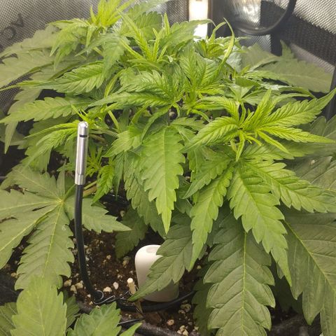 Classic Skunk growlog timeline photo
