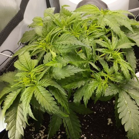 Classic Skunk growlog timeline photo