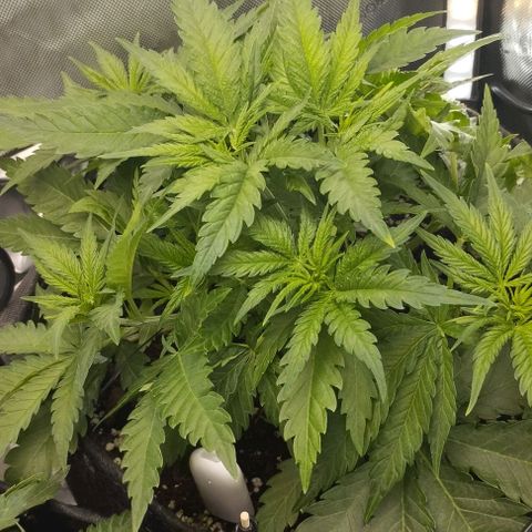 Classic Skunk growlog timeline photo