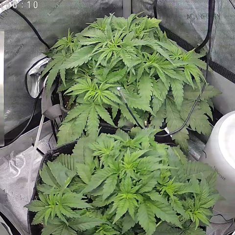 Classic Skunk growlog timeline photo