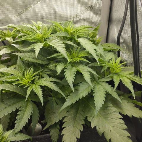 Classic Skunk growlog timeline photo