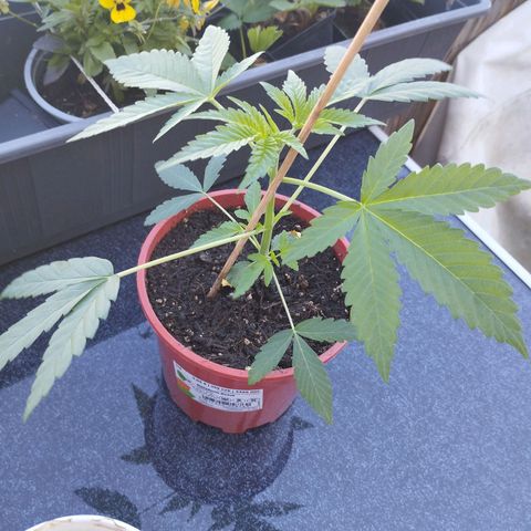 Super Silver Haze growlog timeline photo
