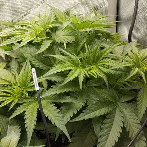 Classic Skunk growlog timeline photo