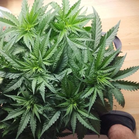 Classic Skunk growlog timeline photo