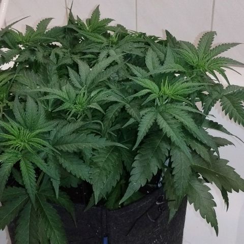 Classic Skunk growlog timeline photo