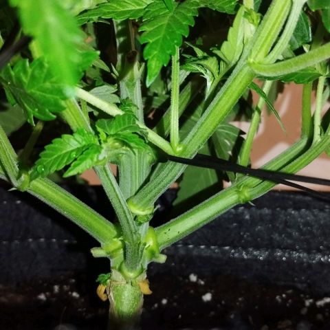 Classic Skunk growlog photo: Unteres Laub entfernt 