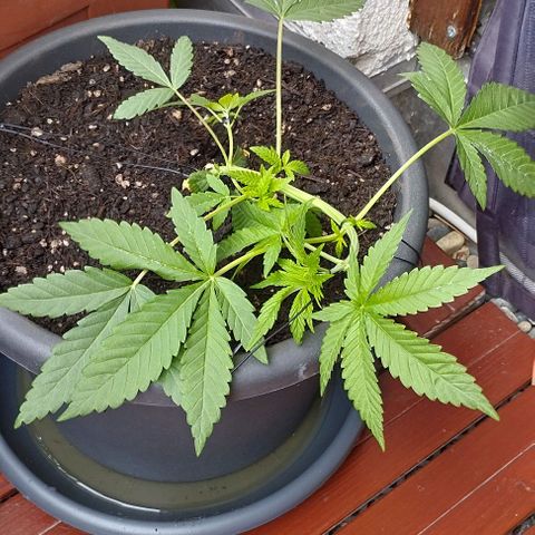 Super Silver Haze growlog photo: pH und EC vom Drain
