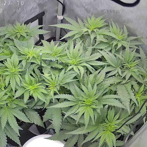 Classic Skunk growlog timeline photo
