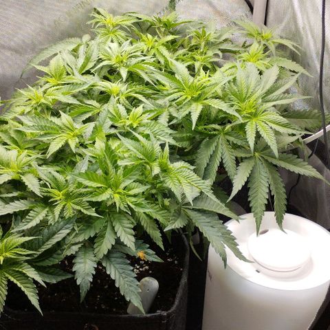 Classic Skunk growlog timeline photo