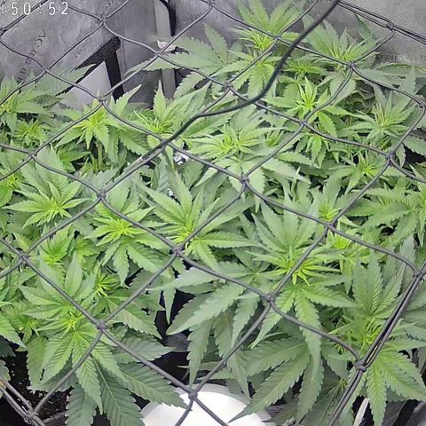 Classic Skunk growlog timeline photo