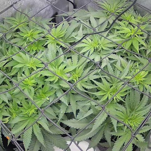 Classic Skunk growlog timeline photo