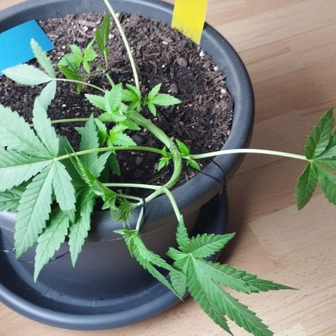 Super Silver Haze growlog timeline photo