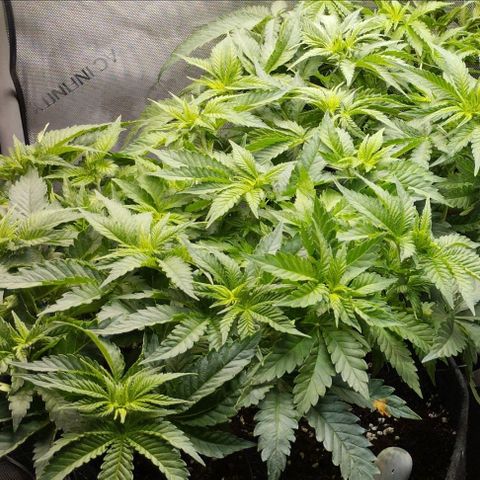 Classic Skunk growlog timeline photo