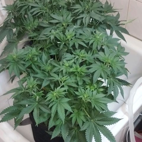 Classic Skunk growlog timeline photo