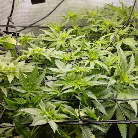 Classic Skunk growlog timeline photo