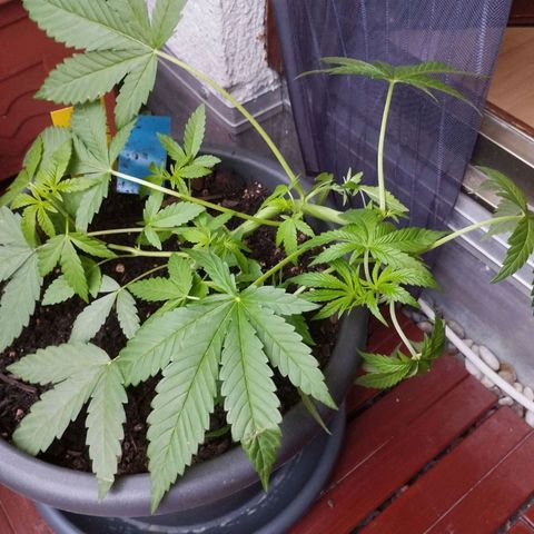 Super Silver Haze growlog timeline photo
