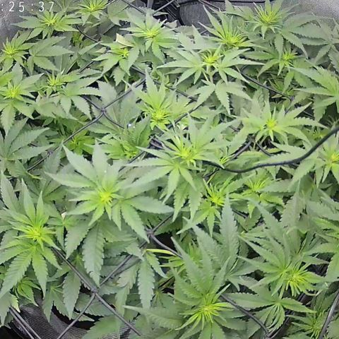 Classic Skunk growlog photo: SCROG
Jeden Tag etwas einflechten 