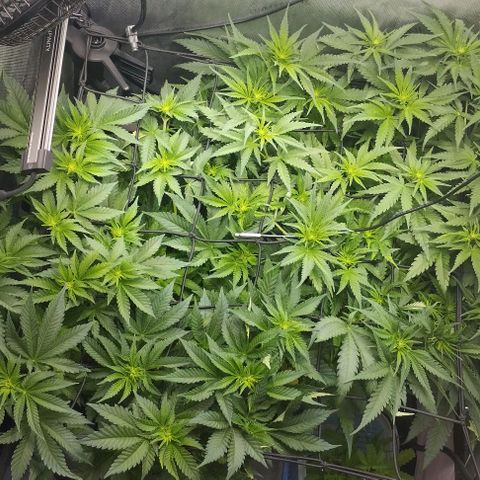 Classic Skunk growlog timeline photo