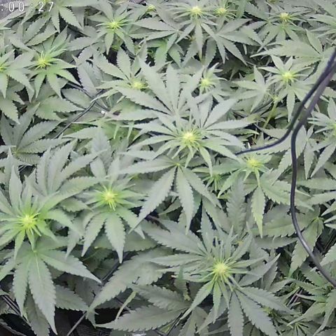 Classic Skunk growlog timeline photo