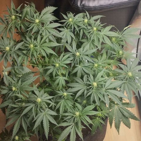 Classic Skunk growlog timeline photo