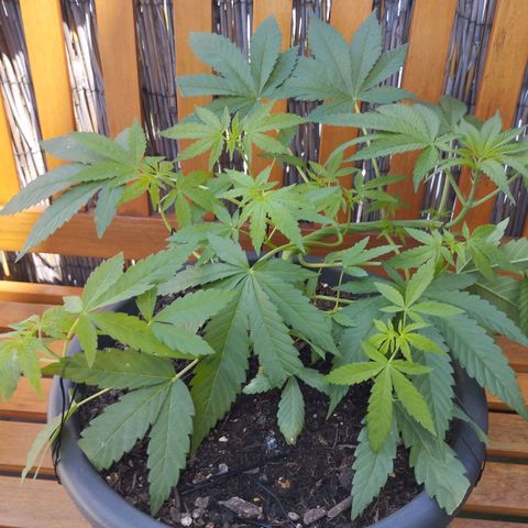 Super Silver Haze growlog timeline photo