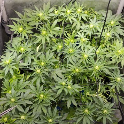 Classic Skunk growlog timeline photo