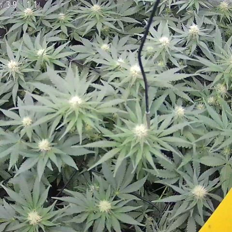 Classic Skunk growlog timeline photo