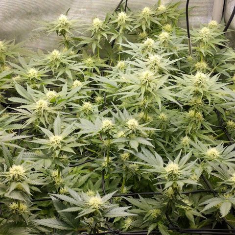 Classic Skunk growlog timeline photo