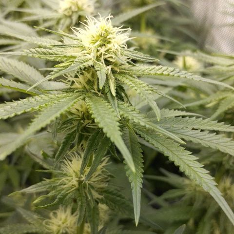 Classic Skunk growlog timeline photo