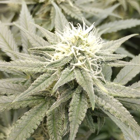 Classic Skunk growlog timeline photo
