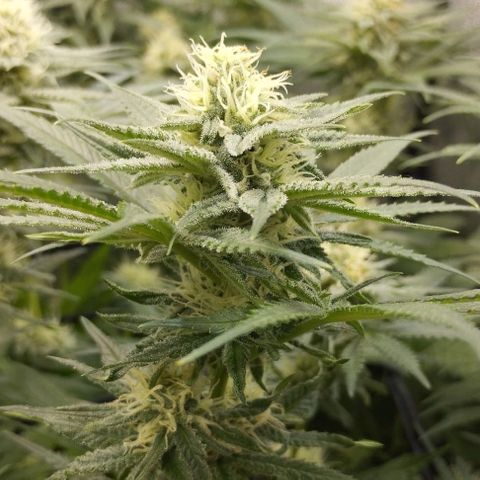 Classic Skunk growlog timeline photo