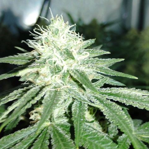 Classic Skunk growlog timeline photo