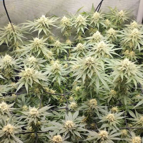 Classic Skunk growlog timeline photo