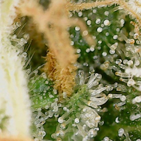 Classic Skunk growlog timeline photo