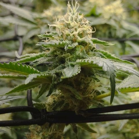 Classic Skunk growlog timeline photo