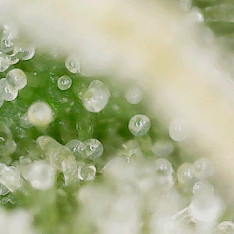 Classic Skunk growlog timeline photo