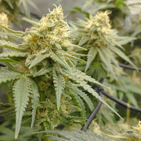 Classic Skunk growlog timeline photo