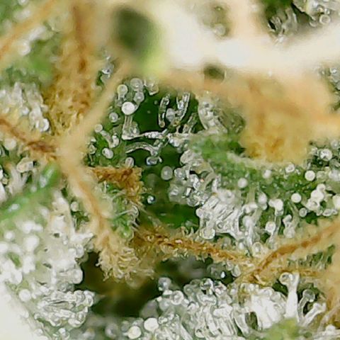 Classic Skunk growlog timeline photo