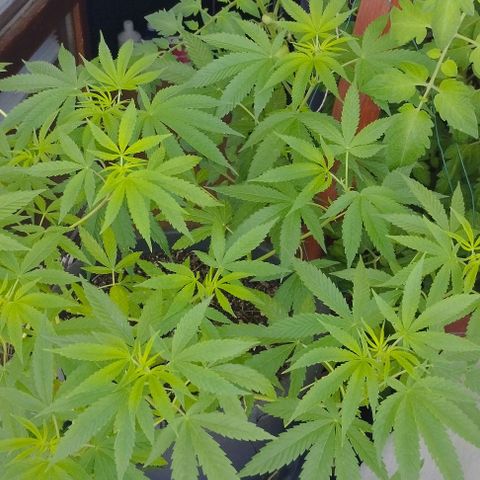 Super Silver Haze growlog timeline photo