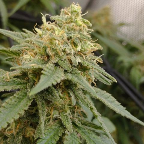 Classic Skunk growlog timeline photo