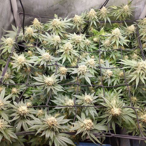 Classic Skunk growlog timeline photo