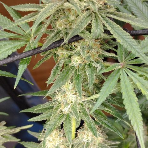 Classic Skunk growlog timeline photo