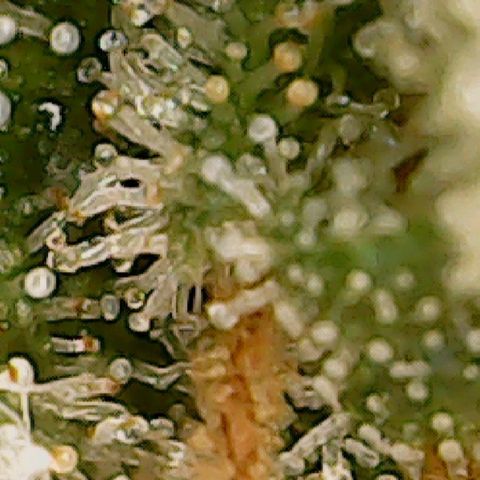 Classic Skunk growlog photo: Mischung aus topbuds und lowerbuds
Ich warte noch ca. 6 Tage bis zur Ernte.
Also Ende der 8. Woche