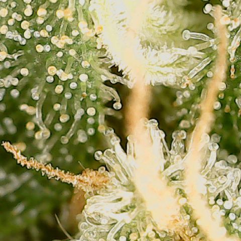 Classic Skunk growlog photo: Mischung aus topbuds und lowerbuds
Ich warte noch ca. 6 Tage bis zur Ernte.
Also Ende der 8. Woche