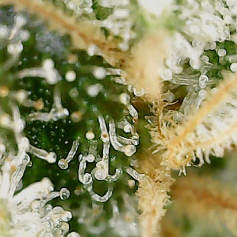 Classic Skunk growlog photo: Mischung aus topbuds und lowerbuds
Ich warte noch ca. 6 Tage bis zur Ernte.
Also Ende der 8. Woche