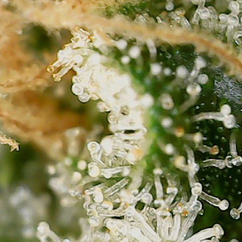 Classic Skunk growlog photo: Mischung aus topbuds und lowerbuds
Ich warte noch ca. 6 Tage bis zur Ernte.
Also Ende der 8. Woche