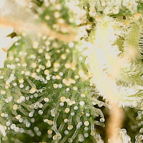 Classic Skunk growlog photo: Mischung aus topbuds und lowerbuds
Ich warte noch ca. 6 Tage bis zur Ernte.
Also Ende der 8. Woche