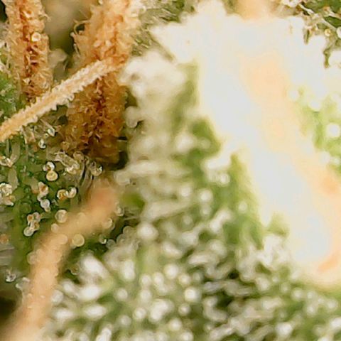 Classic Skunk growlog photo: Mischung aus topbuds und lowerbuds
Ich warte noch ca. 6 Tage bis zur Ernte.
Also Ende der 8. Woche