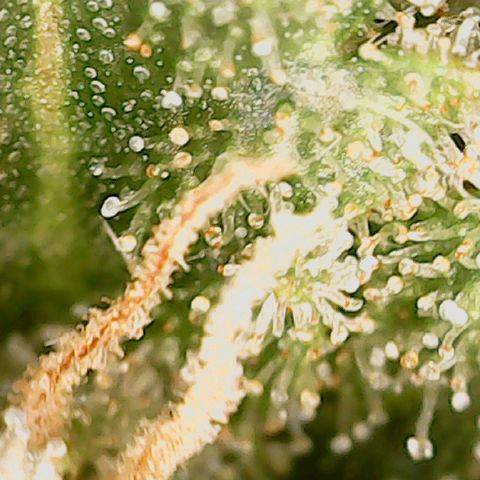 Classic Skunk growlog photo: Mischung aus topbuds und lowerbuds
Ich warte noch ca. 6 Tage bis zur Ernte.
Also Ende der 8. Woche